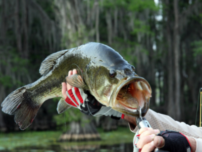 Things To Do https://terraverderesort.icnd-cdn.com/images/thingstodo/Terra Verde EVENTS (8).png